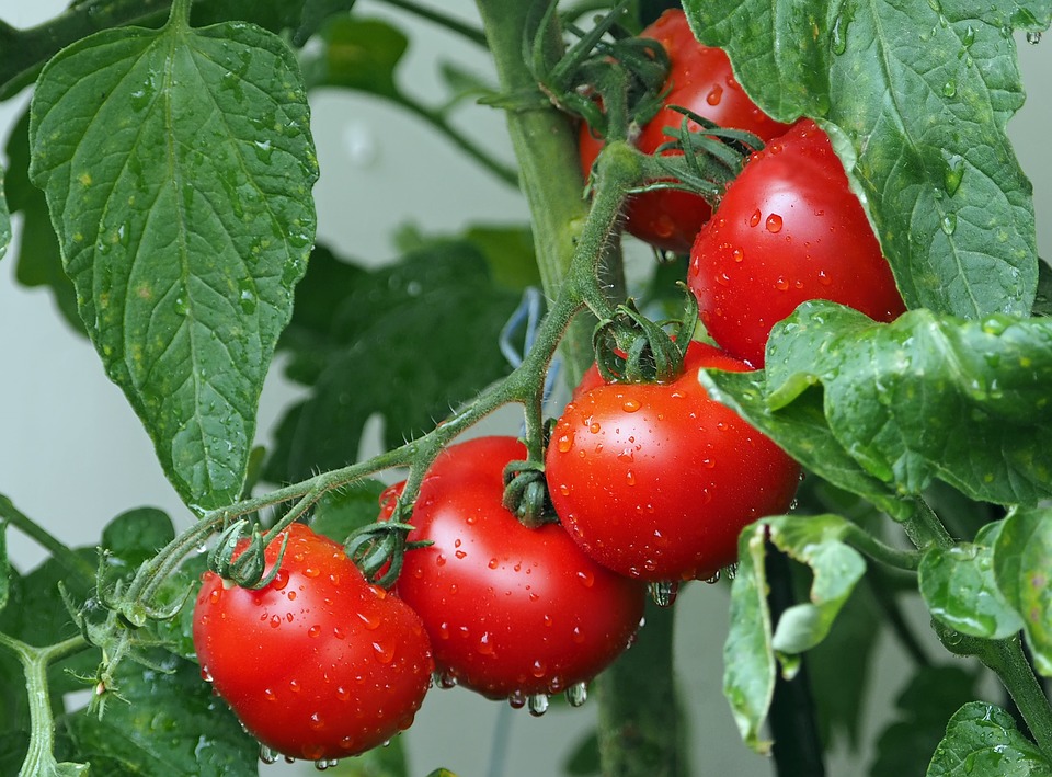 מה יותר בריא- עגבניות רגילות או שרי? קראו מה יש  ממציא ה vixiv